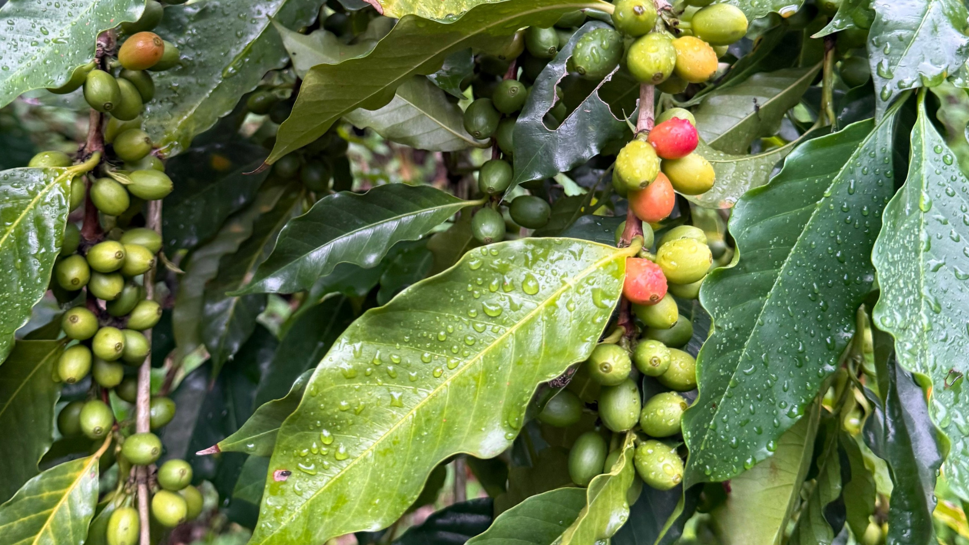 Meet Soul Serum: Why Your Skin Needs a Morning Coffee, Too.