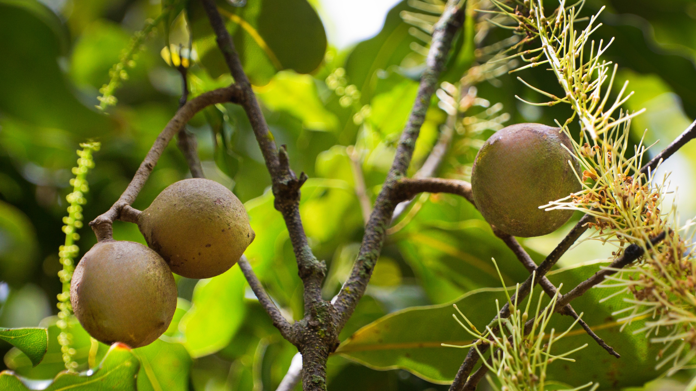 Pure Mana Hawaii: The Power of Macadamia for Radiant, Rejuvenated Skin